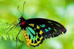 Cairns Birdwing Butterfly Stock Photos