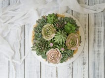 Cake met romige succulents op een houten achtergrond met witte stof wordt verfraaid die De exemplaarruimte, sluit omhoog, hoogste stock afbeelding Cake met romige succulents op een houten achtergrond met witte stof wordt verfraaid die De exemplaarruimte, sluit omhoog, hoogste stock afbeelding
