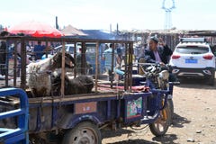 Cakle w pojazdzie przy Uyghur Niedziela bydlęcia bazarem wprowadzać na rynek w Kashgar, Kashi, Xinjiang, Chiny zdjęcia stock Cakle w pojazdzie przy Uyghur Niedziela bydlęcia bazarem wprowadzać na rynek w Kashgar, Kashi, Xinjiang, Chiny zdjęcia stock