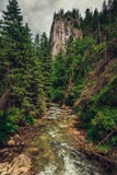 Cala/río de la montaña que fluye entre el bosque fotos de archivo libres de regalías Cala/río de la montaña que fluye entre el bosque fotos de archivo libres de regalías