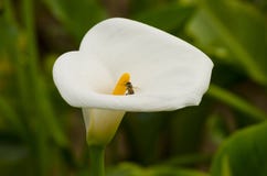 Cala y abeja blancas Imagen de archivo libre de regalías