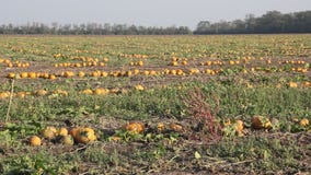 Calabazas amarillas Calabazas amarillas
