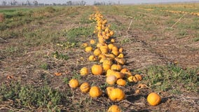 Calabazas amarillas Calabazas amarillas