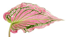 Caladium bicolor con la foglia e l'innamorato rosa di Florida delle vene di verde, fogliame rosa del Caladium isolato su fondo bi Fotografia Stock Caladium bicolor con la foglia e l'innamorato rosa di Florida delle vene di verde, fogliame rosa del Caladium isolato su fondo bi Fotografia Stock