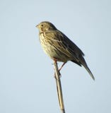 Calandra Emberiza овсянки мозоли стоковое фото rf Calandra Emberiza овсянки мозоли стоковое фото rf