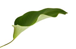 Calathea lutea foliage, Cigar Calathea, Cuban Cigar, Exotic tropical leaf, Calathea leaf, isolated on white background royalty free stock photo Calathea lutea foliage, Cigar Calathea, Cuban Cigar, Exotic tropical leaf, Calathea leaf, isolated on white background royalty free stock photo