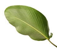 Calathea-lutea Laub, Zigarre Calathea, kubanische Zigarre, exotisches tropisches Blatt, Calathea-Blatt, lokalisiert auf weißem Hi stockfoto Calathea-lutea Laub, Zigarre Calathea, kubanische Zigarre, exotisches tropisches Blatt, Calathea-Blatt, lokalisiert auf weißem Hi stockfoto