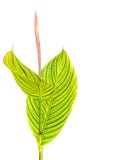 Calathea ornata Large green leaf, isolated on white background w stock photo Calathea ornata Large green leaf, isolated on white background w stock photo