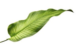 Calathea ornata Pin-stripe Calathea leaves, Tropical foliage isolated on white background stock photography Calathea ornata Pin-stripe Calathea leaves, Tropical foliage isolated on white background stock photography