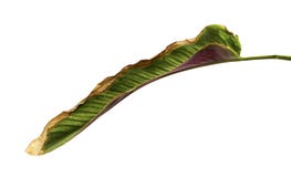 Calathea ornata Pin-stripe Calathea leaves, tropical foliage isolated on white background royalty free stock photography Calathea ornata Pin-stripe Calathea leaves, tropical foliage isolated on white background royalty free stock photography