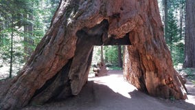 Calaveras Big Trees State Park Stock Photo Calaveras Big Trees State Park Stock Photo