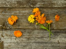 Calendula kwitnie na starym drewnianym tle fotografia royalty free Calendula kwitnie na starym drewnianym tle fotografia royalty free