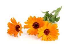Calendula Officinalis Fiore del tagete con la foglia isolata su fondo bianco immagine stock libera da diritti Calendula Officinalis Fiore del tagete con la foglia isolata su fondo bianco immagine stock libera da diritti