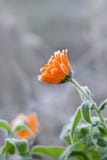 Calendula в лекарственных растениях изморози Трава лечения Цветки ноготк стоковое фото Calendula в лекарственных растениях изморози Трава лечения Цветки ноготк стоковое фото