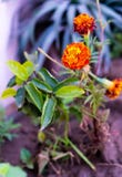 Calendula, общие ноготки, цветок ноготков бака красивый стоковая фотография Calendula, общие ноготки, цветок ноготков бака красивый стоковая фотография