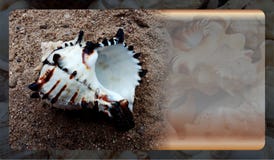 Calibre abstrait de fond de coquille de mer pour le site Web, conception abstraite de calibre de graphiques de l'information image stock Calibre abstrait de fond de coquille de mer pour le site Web, conception abstraite de calibre de graphiques de l'information image stock