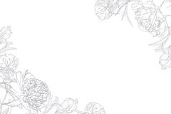 Calibre floral de cadre de frontière de ressort avec le coin décoré Fleurs de pivoines illustration libre de droits Calibre floral de cadre de frontière de ressort avec le coin décoré Fleurs de pivoines illustration libre de droits