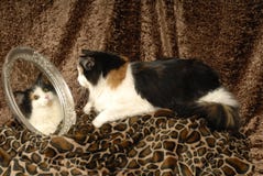 Calico Cat On Animal Print With Mirror Royalty Free Stock Image