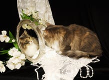Calico In The Mirror Royalty Free Stock Images Calico In The Mirror Royalty Free Stock Images