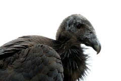 California Condor Stock Photos