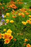 California Golden Poppies and Blue and White Columbines royalty free stock photography California Golden Poppies and Blue and White Columbines royalty free stock photography