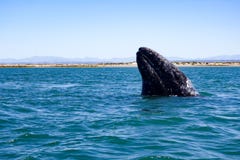 California gray whale in Baja, Mexico stock image California gray whale in Baja, Mexico stock image