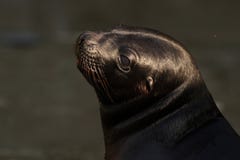California Sea Lion Stock Photos