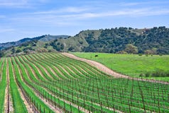 California Vineyard royalty free stock images California Vineyard royalty free stock images