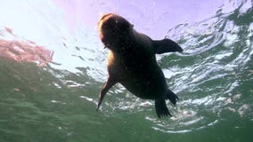Το καλιφορνέζικο californianus Zalophus λιονταριών θάλασσας παίζει με με τους δύτες στο Λα Παζ θάλασσας του Cortez νησιών Los Iso απόθεμα βίντεο Το καλιφορνέζικο californianus Zalophus λιονταριών θάλασσας παίζει με με τους δύτες στο Λα Παζ θάλασσας του Cortez νησιών Los Iso απόθεμα βίντεο