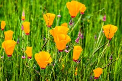 Californica que cresce em um prado, San Jose de Eschscholzia das papoilas de Calif?rnia, sul San Francisco Bay, Calif?rnia foto de stock royalty free Californica que cresce em um prado, San Jose de Eschscholzia das papoilas de Calif?rnia, sul San Francisco Bay, Calif?rnia foto de stock royalty free