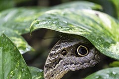 Giant Owl Butterfly Stock Images - Download 243 Royalty Free Photos