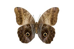 Caligo Memnon Caligo Memnon