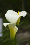 Calla in Beluso, Bueu fotografia stock libera da diritti Calla in Beluso, Bueu fotografia stock libera da diritti