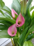 Calla Lillies fotografie stock Calla Lillies fotografie stock