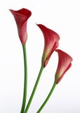 Calla Lily Stock Photography