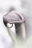 Calla Lily Royalty Free Stock Images Calla Lily Royalty Free Stock Images