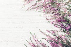 Calluna cor-de-rosa bonito vulgar, Erica do quadro da urze da flor, molva na opinião superior do fundo rústico branco fotos de stock Calluna cor-de-rosa bonito vulgar, Erica do quadro da urze da flor, molva na opinião superior do fundo rústico branco fotos de stock