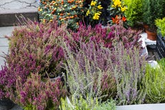 Calluna vulgaris flowers in pots sale in market royalty free stock photos Calluna vulgaris flowers in pots sale in market royalty free stock photos