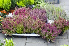 Calluna vulgaris flowers in pots sale in market stock photography Calluna vulgaris flowers in pots sale in market stock photography