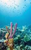 Aplysina archeri,stove-pipe sponge, tube sponge stock image Aplysina archeri,stove-pipe sponge, tube sponge stock image