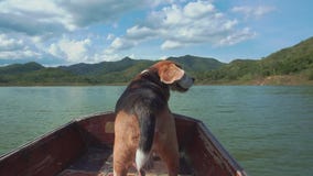 Calming Beagle On Boat With His Flying Ears Royalty Free Stock Photos