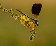 Calopteryx-splendens auf einer gelben Blume stockbild Calopteryx-splendens auf einer gelben Blume stockbild
