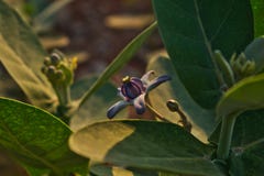 Calotropis Gigantea, Akanda, λουλούδι στοκ φωτογραφία με δικαίωμα ελεύθερης χρήσης Calotropis Gigantea, Akanda, λουλούδι στοκ φωτογραφία με δικαίωμα ελεύθερης χρήσης