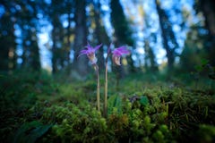 Calypso bulbosa, beautiful pink orchid, Finland. Flowering European terrestrial wild orchid, nature habitat, detail of bloom, gree royalty free stock image Calypso bulbosa, beautiful pink orchid, Finland. Flowering European terrestrial wild orchid, nature habitat, detail of bloom, gree royalty free stock image