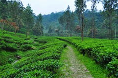 Calzada escénica de la plantación de té en Puncak fotografía de archivo libre de regalías Calzada escénica de la plantación de té en Puncak fotografía de archivo libre de regalías