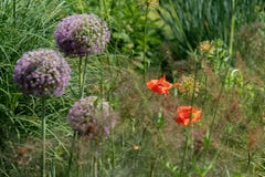 Cama de flor com as papoilas vermelhas dos rhoeas do Papaver e as cebolas gigantes do giganteum roxo do allium foto de stock Cama de flor com as papoilas vermelhas dos rhoeas do Papaver e as cebolas gigantes do giganteum roxo do allium foto de stock