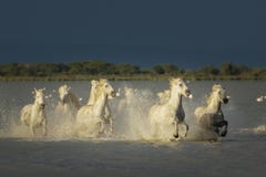 Camargue, cavalli selvaggii Camargue, cavalli selvaggii