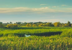 Camargue hästar som betar i högt gräs royaltyfri foto Camargue hästar som betar i högt gräs royaltyfri foto