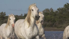 Camarguepaard, Kudde die door Moeras, Saintes Marie de la Mer in Camargue, in het Zuiden van Frankrijk galopperen, stock video Camarguepaard, Kudde die door Moeras, Saintes Marie de la Mer in Camargue, in het Zuiden van Frankrijk galopperen, stock video
