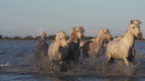 Camarguepaard, Kudde die door Moeras, Saintes Marie de la Mer in Camargue, in het Zuiden van Frankrijk galopperen, stock videobeelden Camarguepaard, Kudde die door Moeras, Saintes Marie de la Mer in Camargue, in het Zuiden van Frankrijk galopperen, stock videobeelden